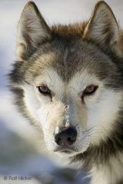 Husky